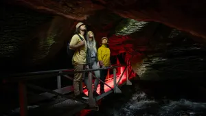 Glowworm Caves